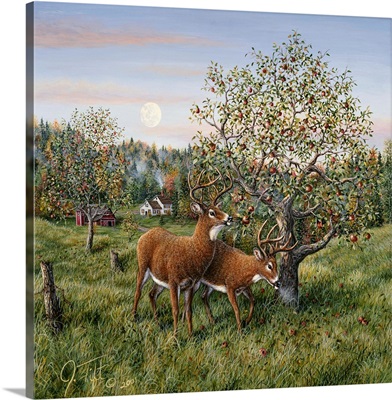 Whitetails Under The Apple Tree