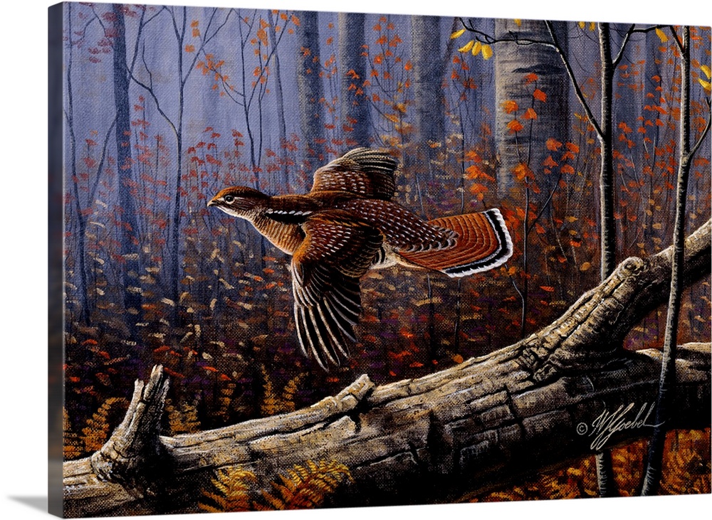 A ruffed grouse in flight through the fall trees.