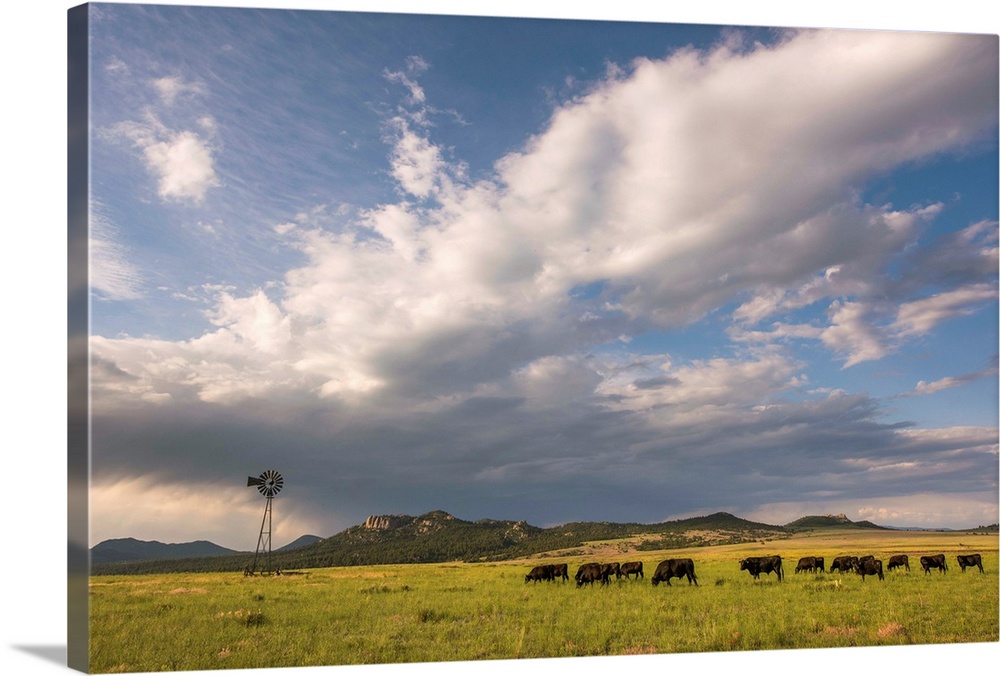 Landscape photograph of a field with a herd of cattle and a windmill.