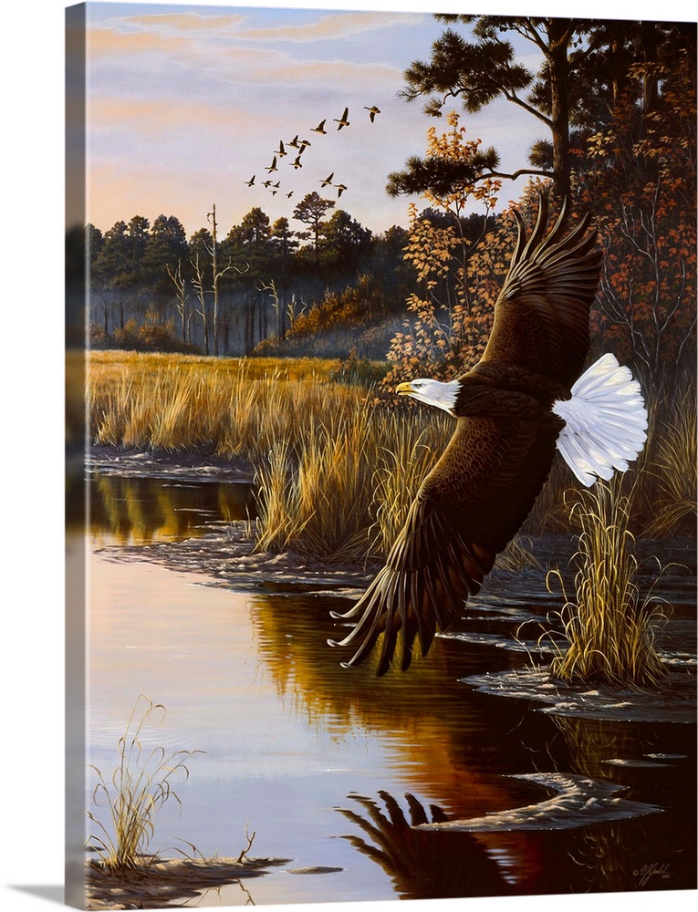Bald eagle flying over a swamp at sunrise.