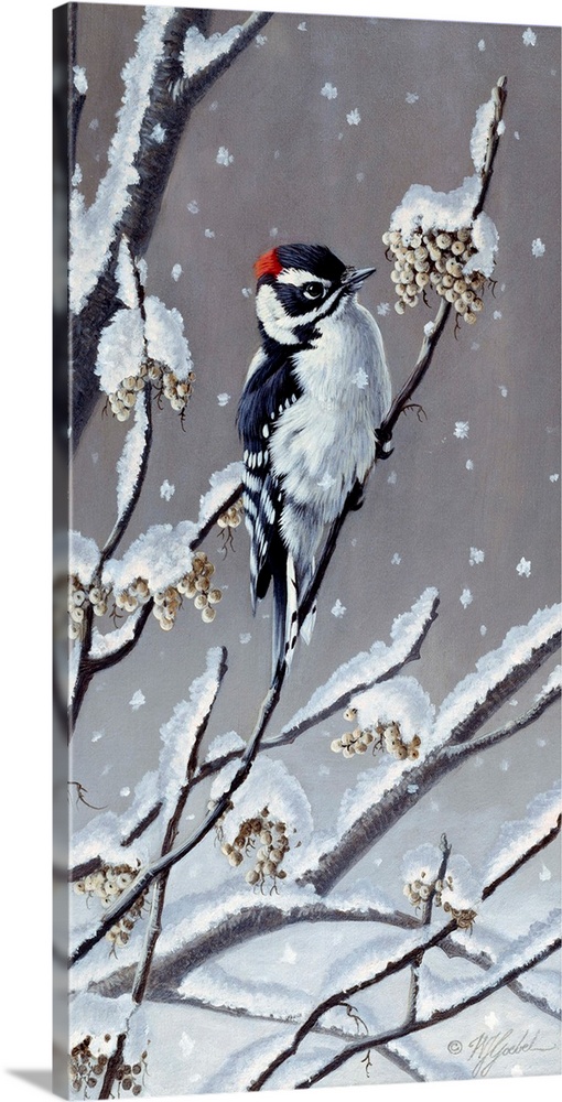 Downy Woodpecker eating berries off a snowy branch.
