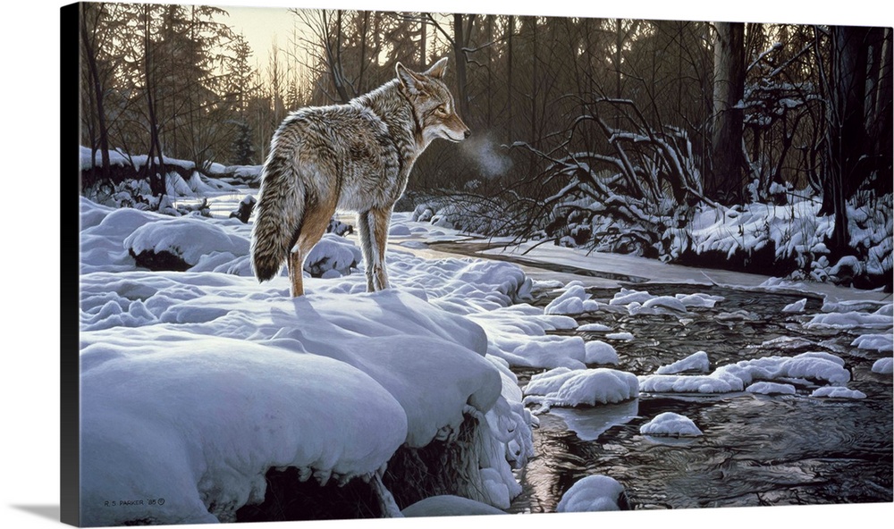 A coyote stands on a ledge looking over a winter creek.