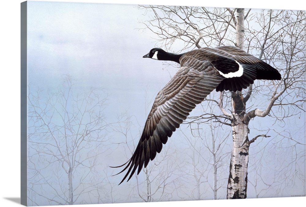 A Canadian goose takes flight, flying past a group of birch trees in the misty morning.