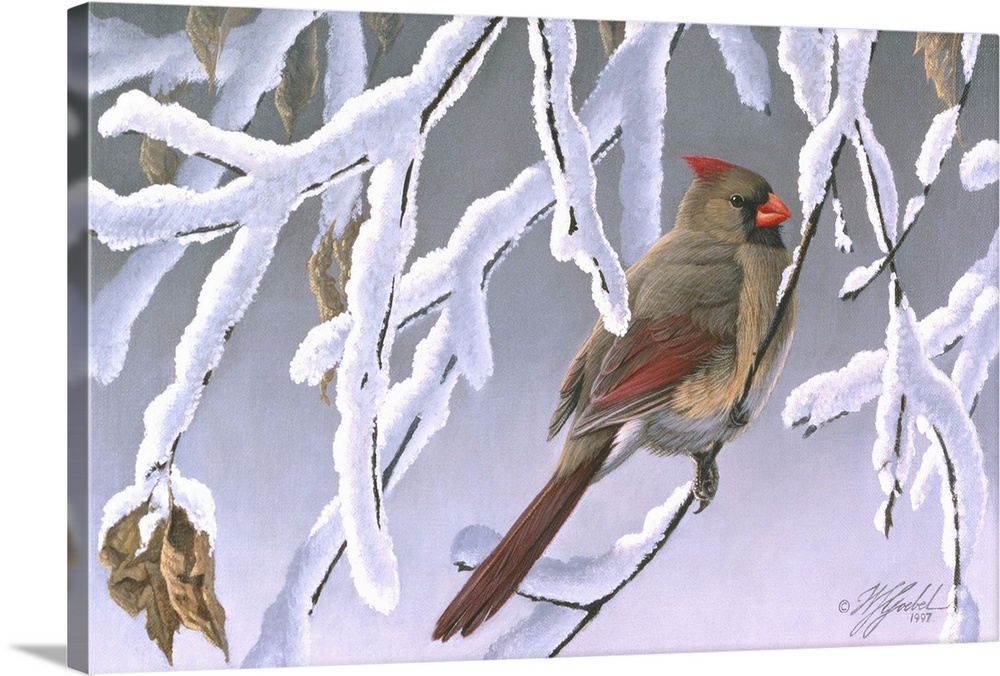 Cardinal on a snowy branch.