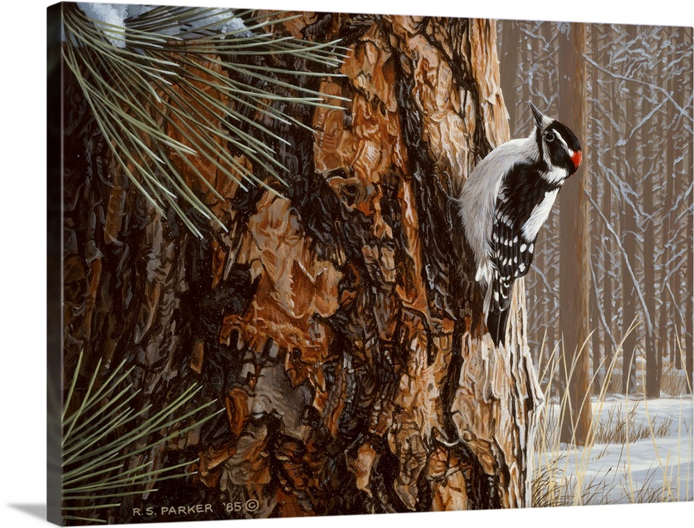 A downy woodpecker rests on a winter pine.