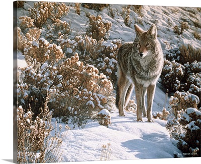 Winter Sage - Coyote