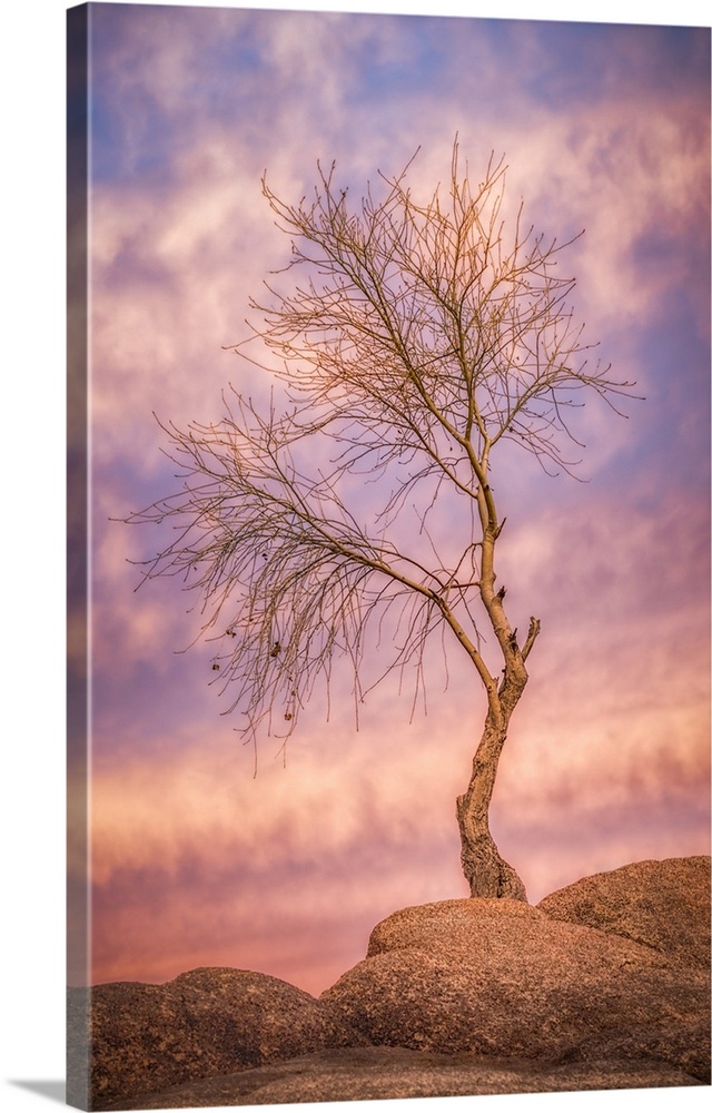 Tree on Watson Lake Arizona photographed after sunset.