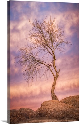 Winter Tree Dance AZ