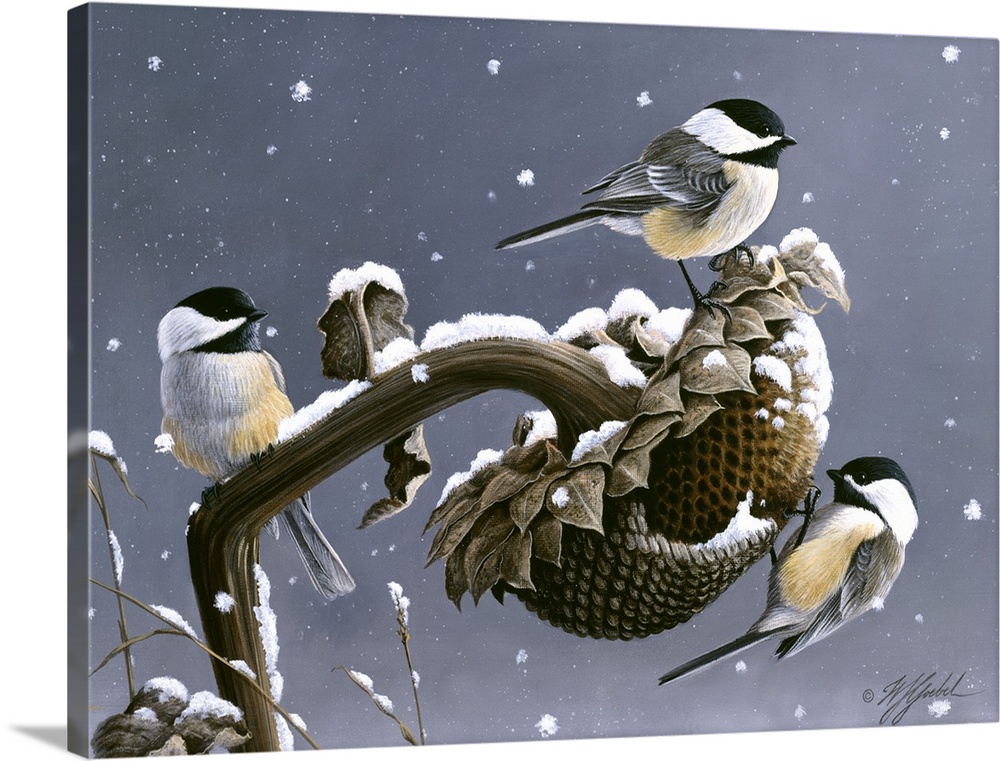 Three black capped chickadees eating from a sunflower.