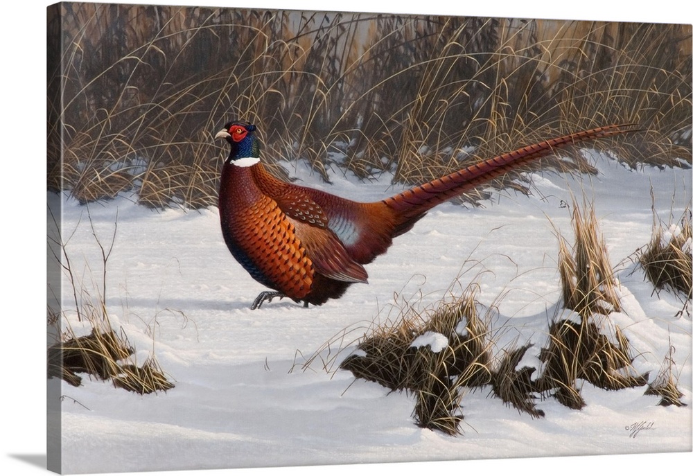 Pheasant in a snowy field.