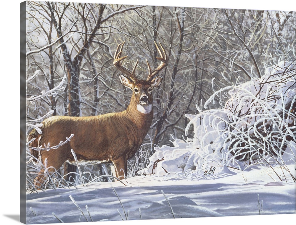 Buck standing in the snow deer.