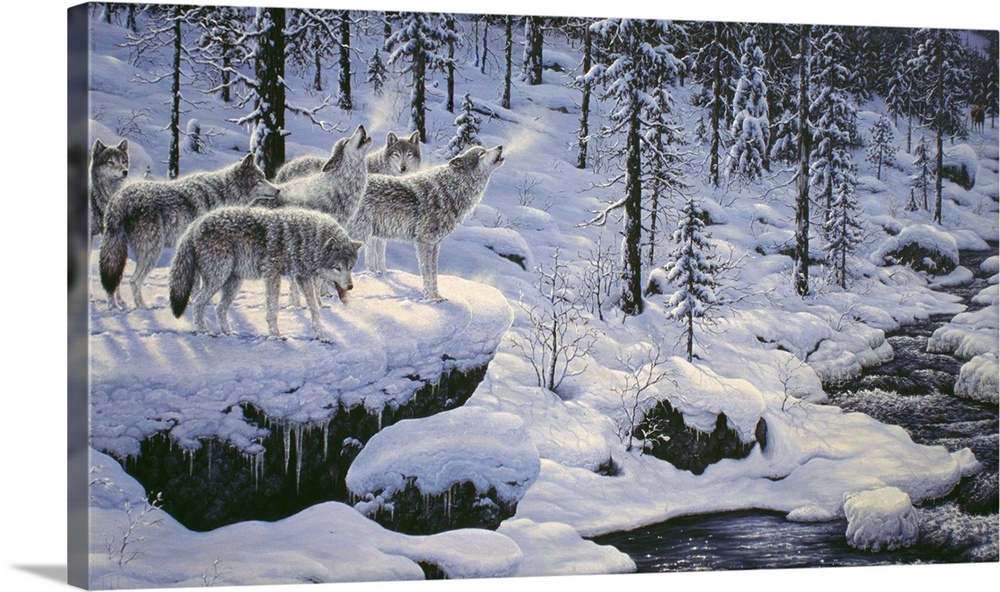 six wolves in a pack standing on a snow covered rock howling next to a small streamwolf