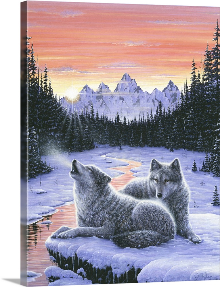 a pair of wolves lying on a snow covered rock over looking a stream with snow covered pines and mtns in the background