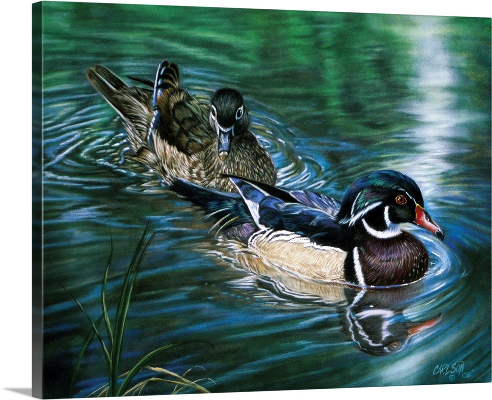 male and female wood duck