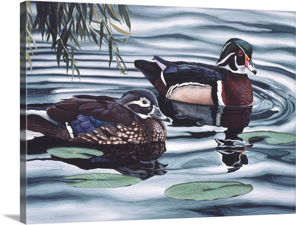 Two ducks sitting in the water, beside a group of lily pads.