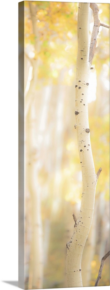 Tall photograph of a birch tree with a shallow depth of field.