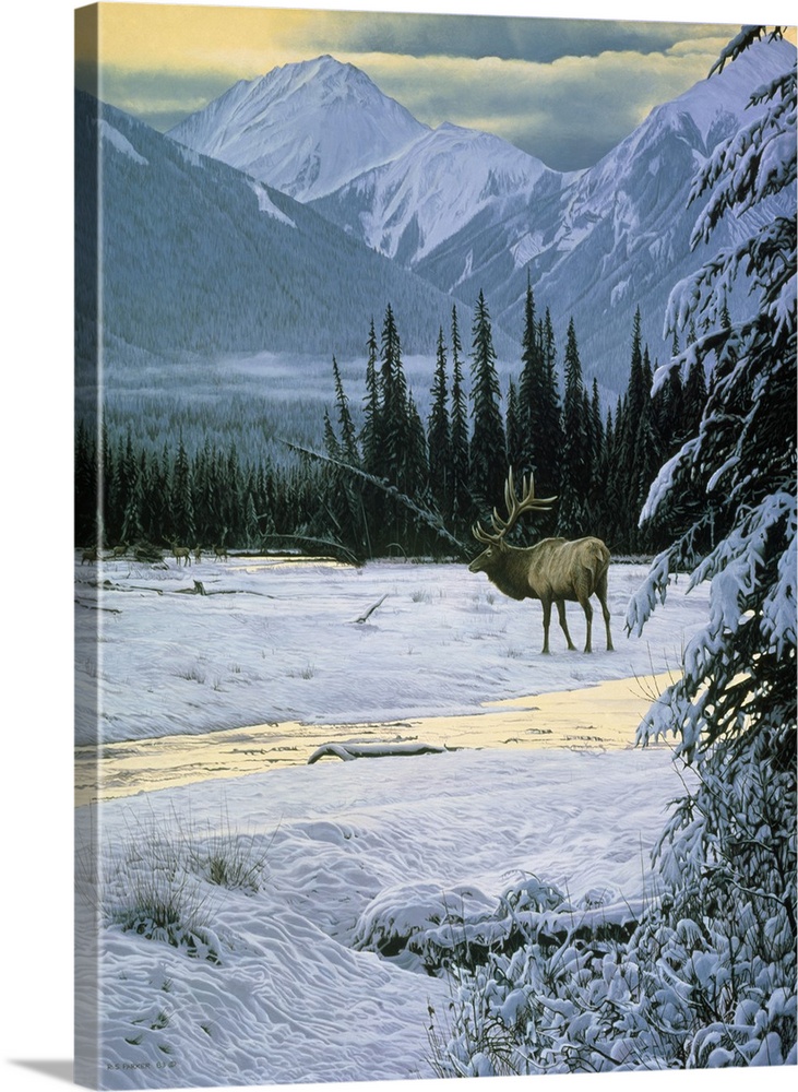 An elk makes its way across the snow covered landscape.