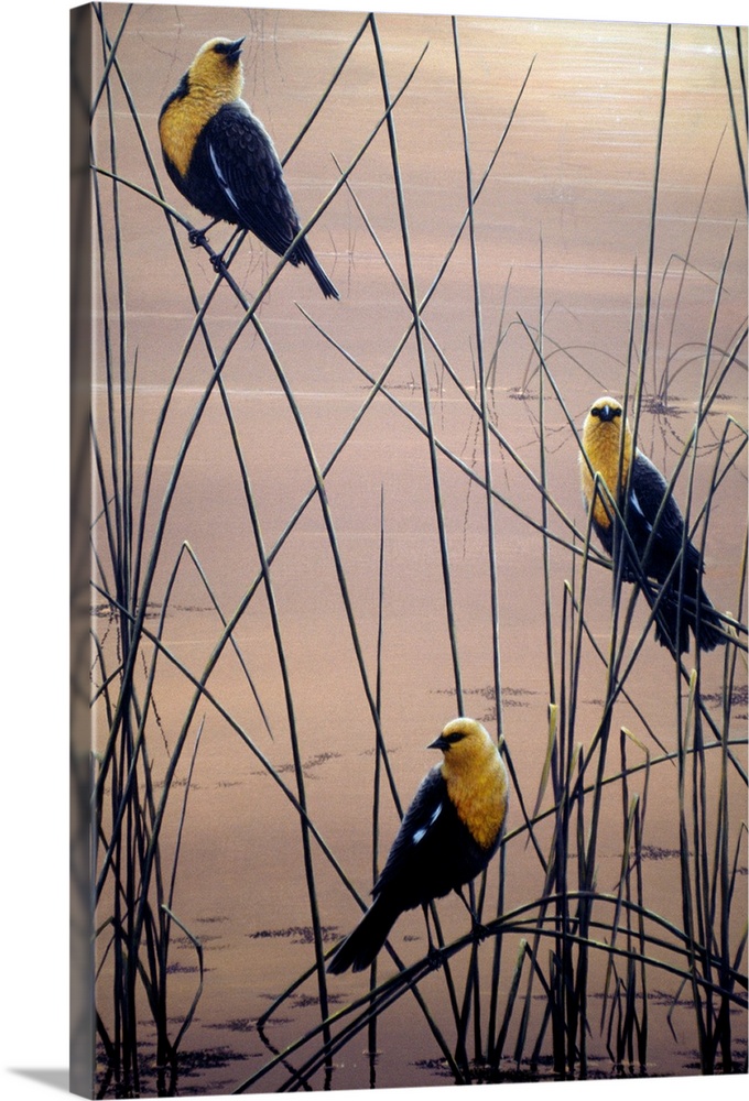 three yellow headed birds perched on sprigs of grass in a swamp