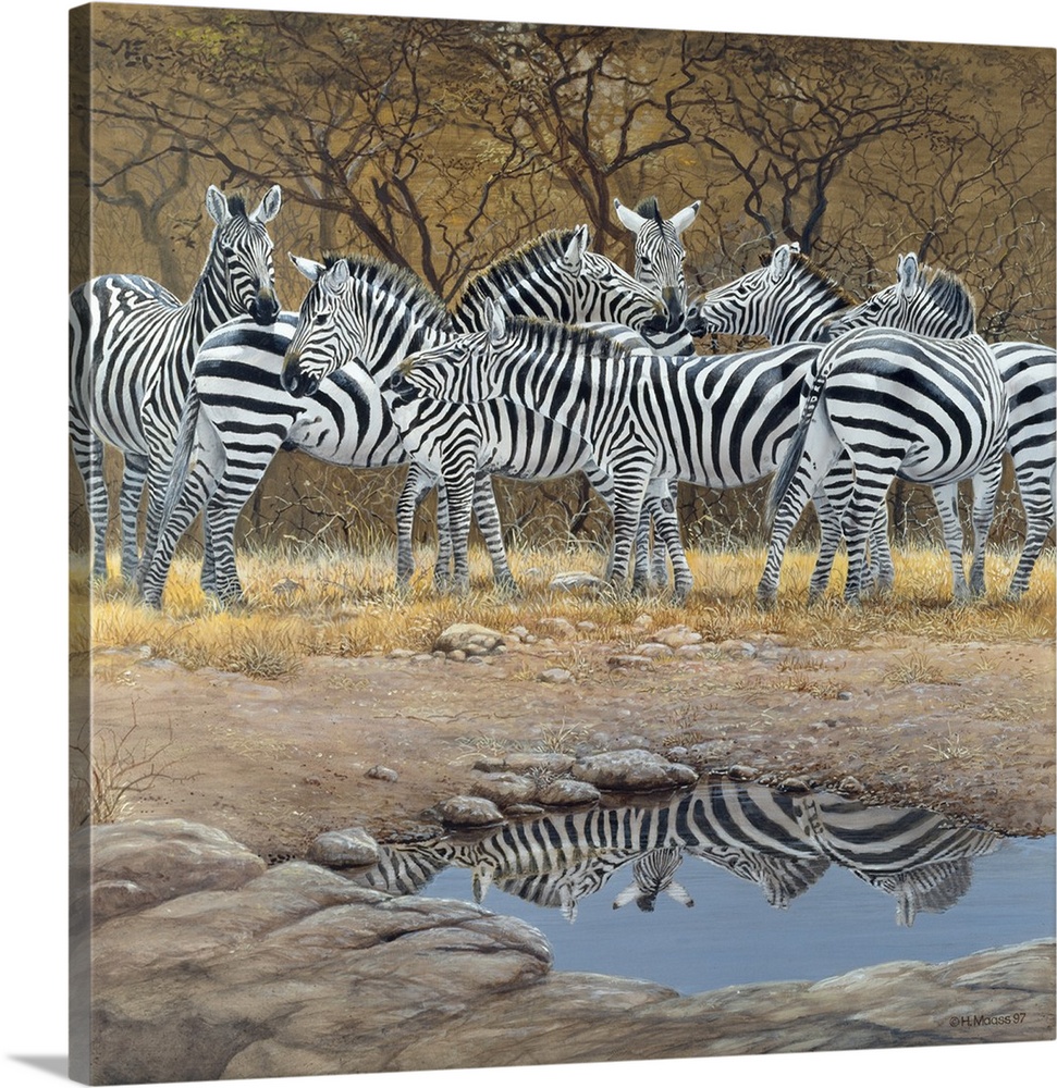 Zebras near a water hole.