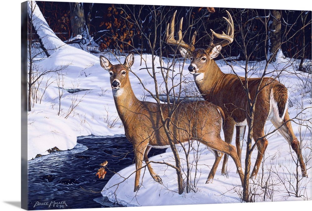 A buck and a doe standing alert by a stream deer.