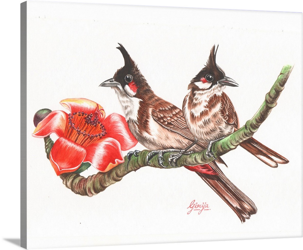 Beautiful pair of bulbul birds sitting on a branch painted in watercolor on paper.