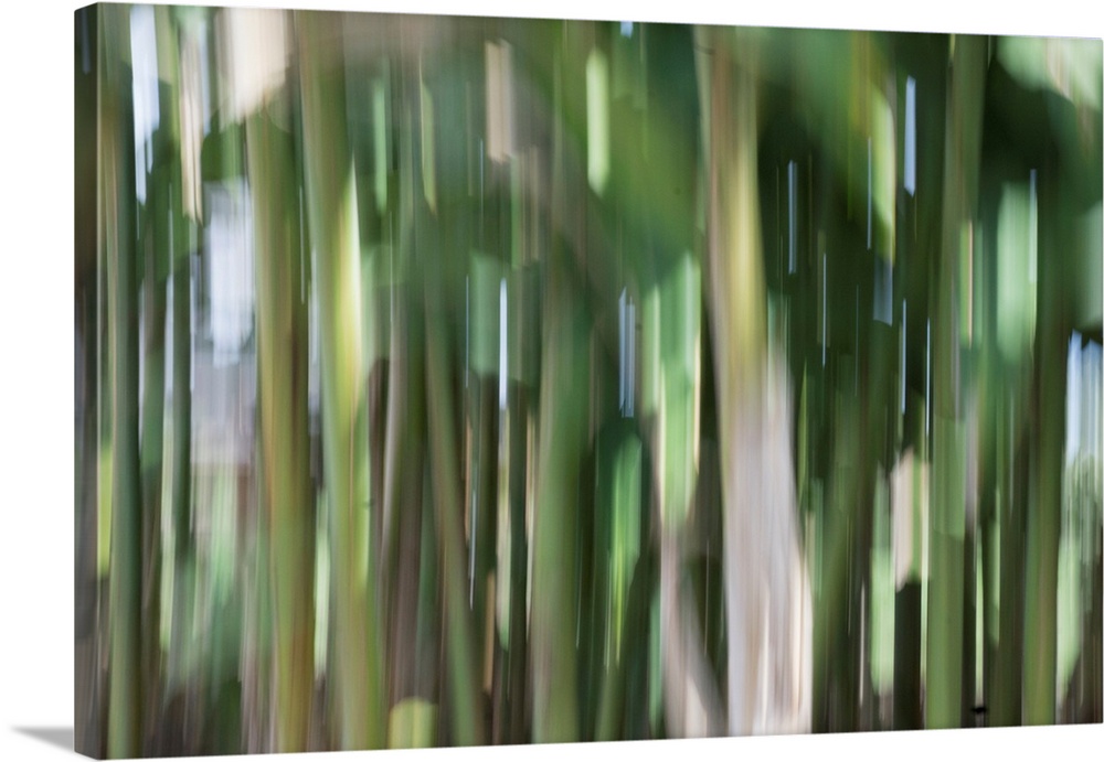 Impressionist photograph taken in a botanic gardens bamboo section.