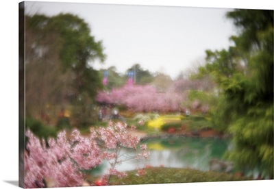 Cherry Blossom Garden