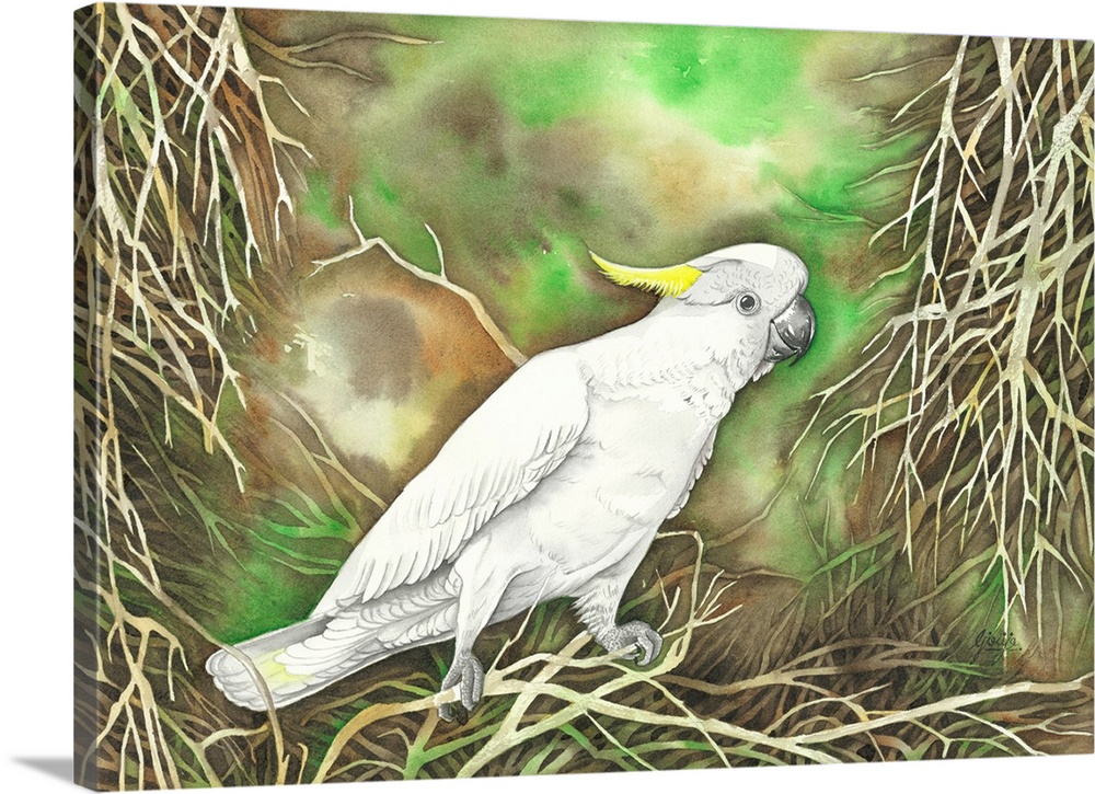 The Sulphur-crested cockatoo is a relatively large white cockatoo found in wooded habitats in Australia. These birds are n...