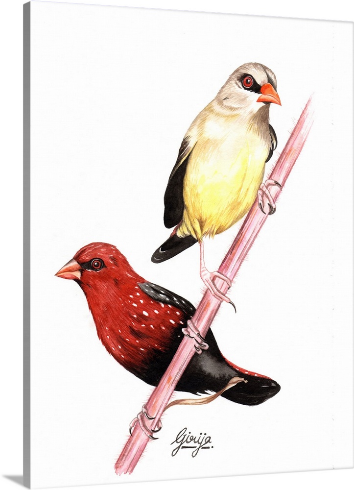 A pair of beautiful finch birds with the detail work bright colors painted in watercolor on paper.