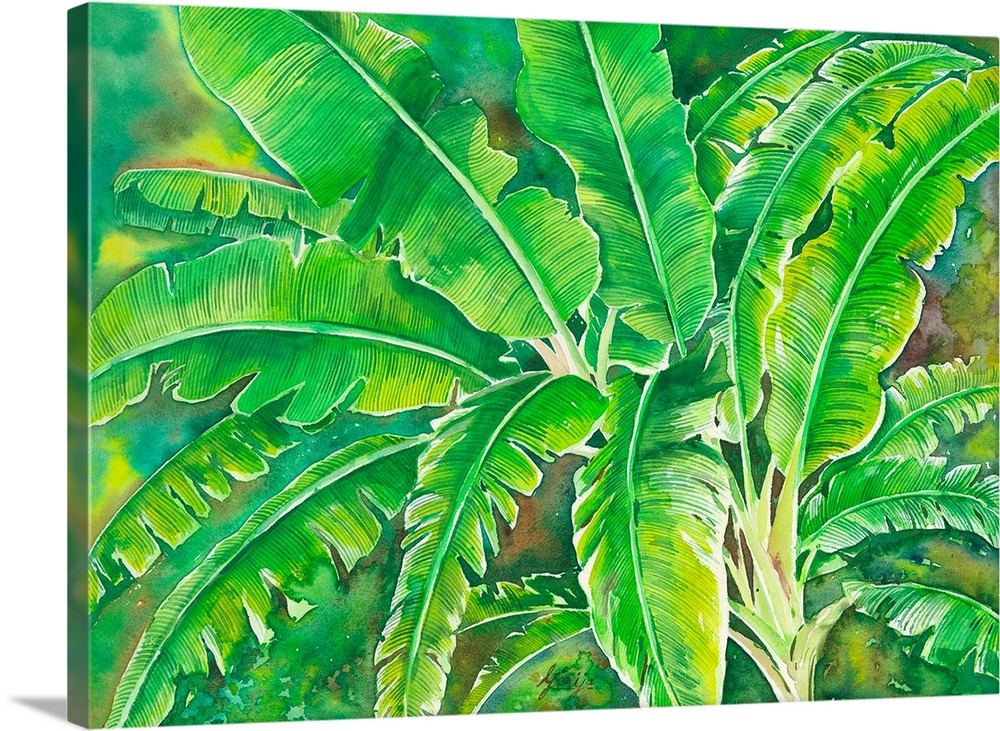 This tropical large leafy banana tree is in reach green color painted in watercolor on paper.