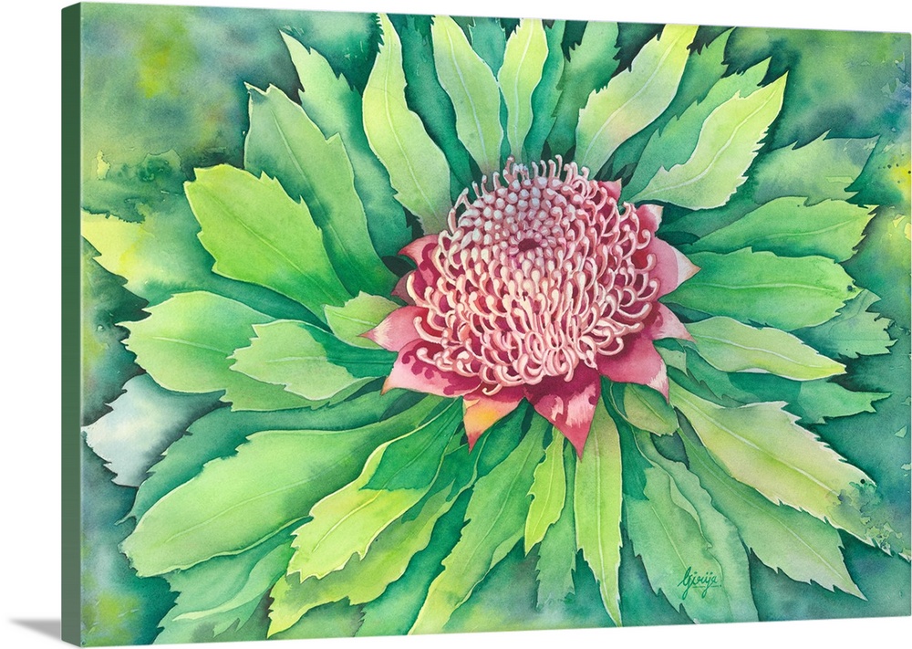 An Australian red colored wild flower "waratah" is painted in watercolor on paper.
