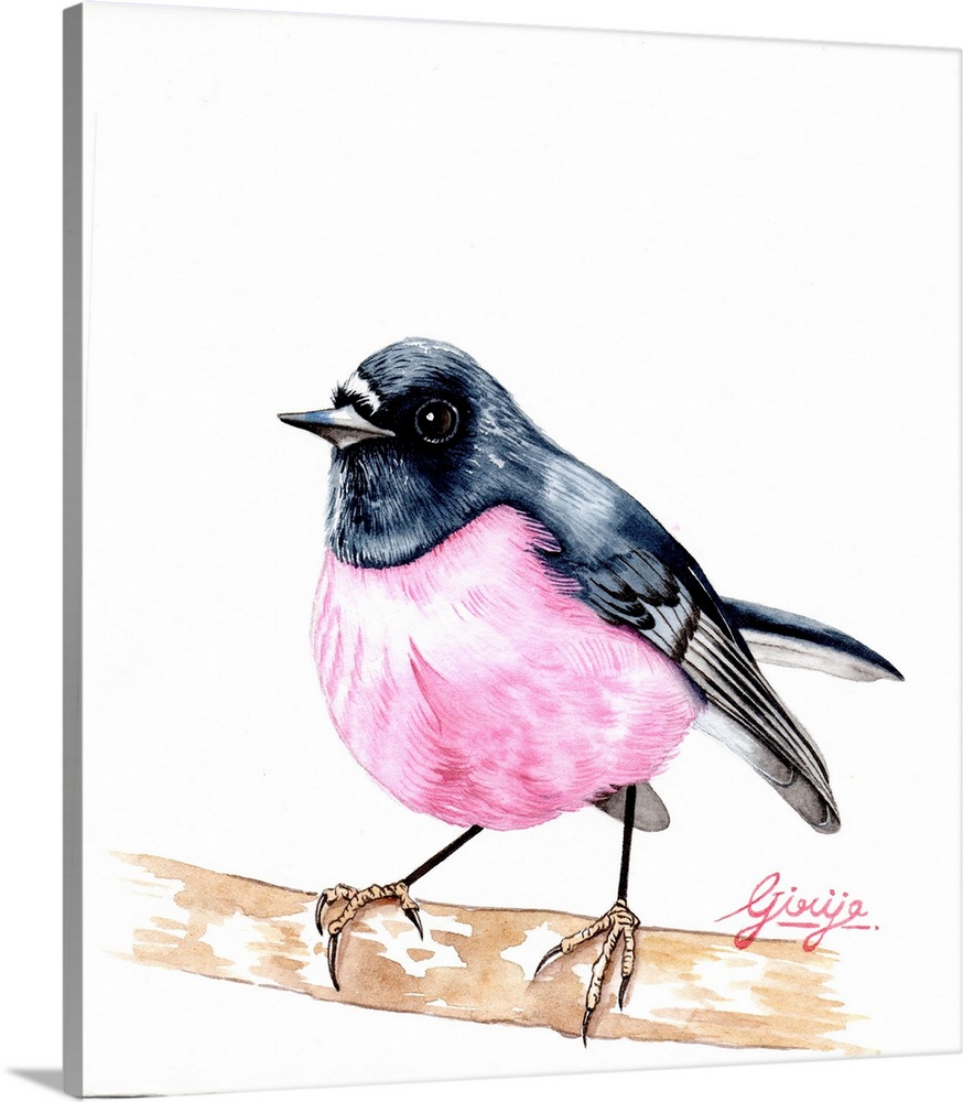 The rose robin is a small passerine bird native to Australia. The male has a distinctive pink breast. Its upperparts are d...
