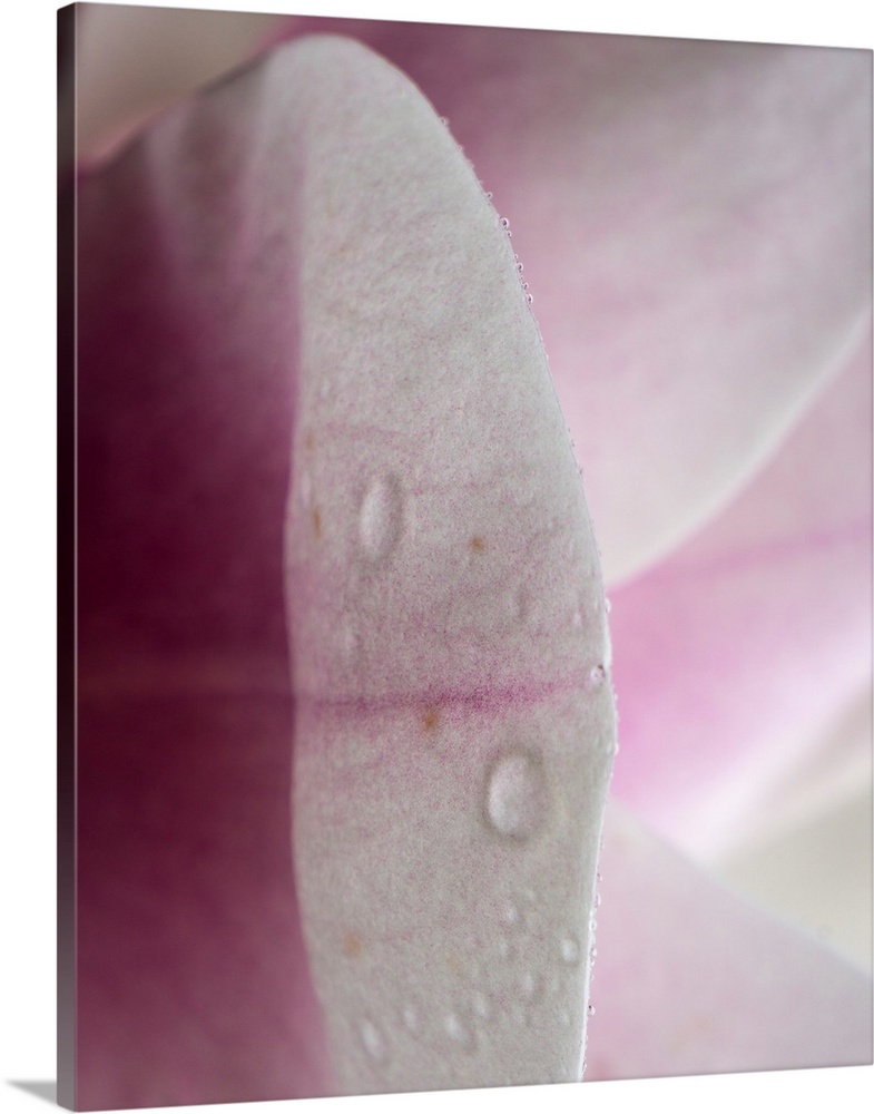 Abstract photograph of a pink petal in reflection.