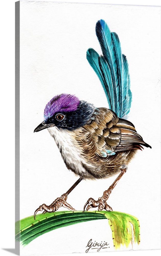 The purple-crowned fairywren is a species of bird in the Australasian wren family, during the breeding season; adult males...