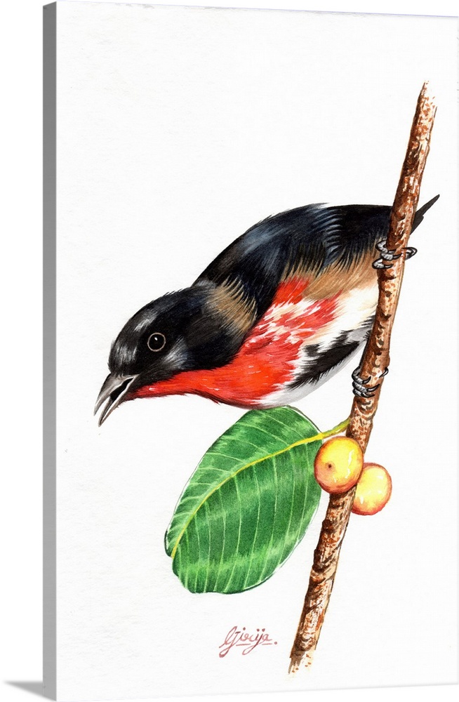 This vibrant scarlet chested bird is painted in watercolor on paper.