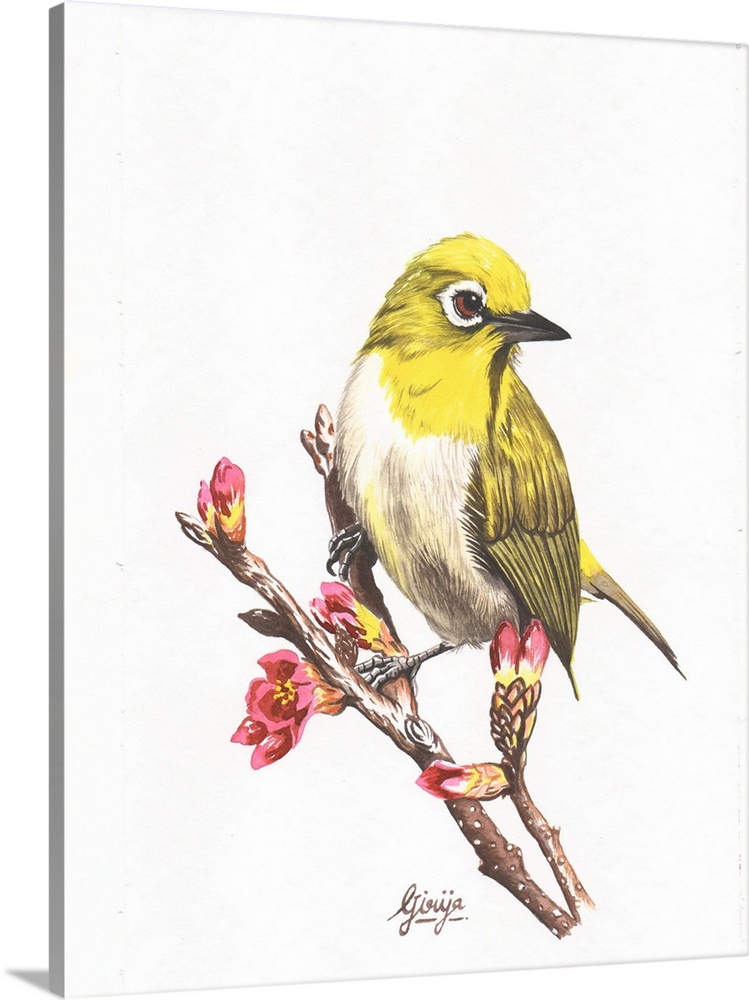The pine warbler is a small songbird of the new world warbler family. This small yellow bird is painted in watercolor on p...