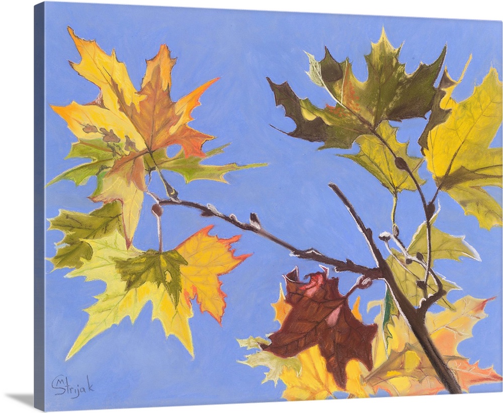Here, the wind puts the autumn maple leaves into a perfect juxtaposition, with just the right balance of light and shadow!