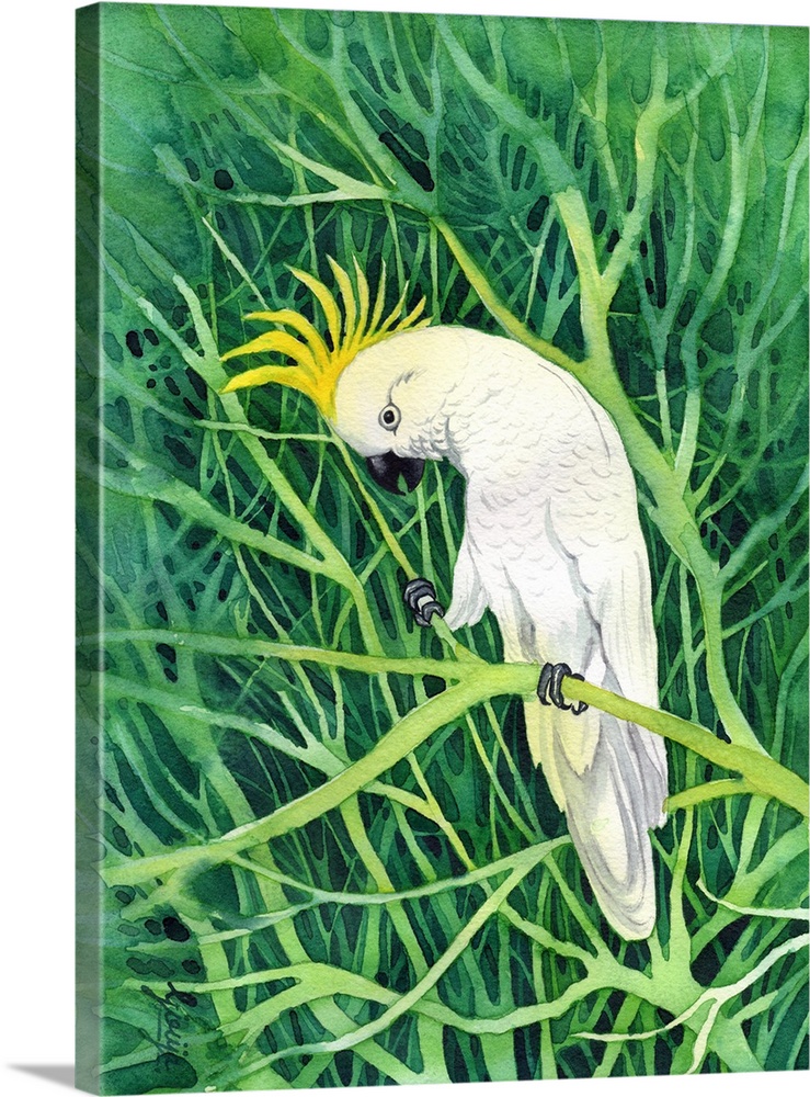 The sulphur-crested cockatoo is a relatively large white cockatoo found in wooded habitats in Australia. These birds are n...