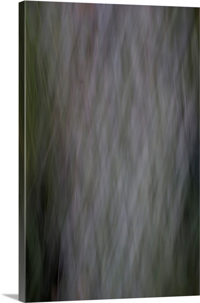Impressionist photograph of a tree.