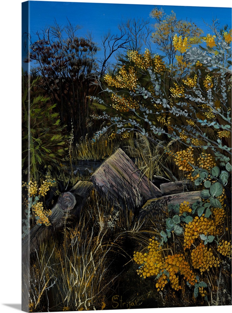 Painting of a wattle tree with fluffy clusters of amber flowers that stand out in the wild landscape.