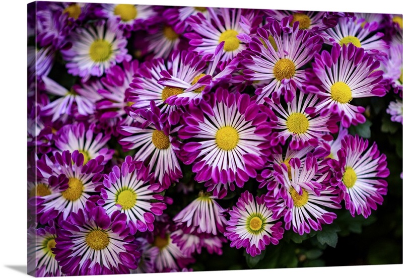 Livingstone Daisies Wall Art, Canvas Prints, Framed Prints, Wall Peels