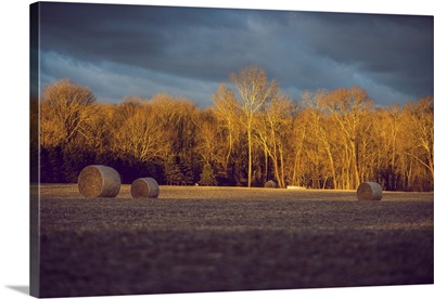 Morning Sun Over The Field With Hay Rolls