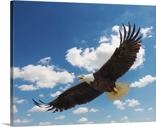 American Bald Eagle In Flight Wall Art, Canvas Prints, Framed Prints ...