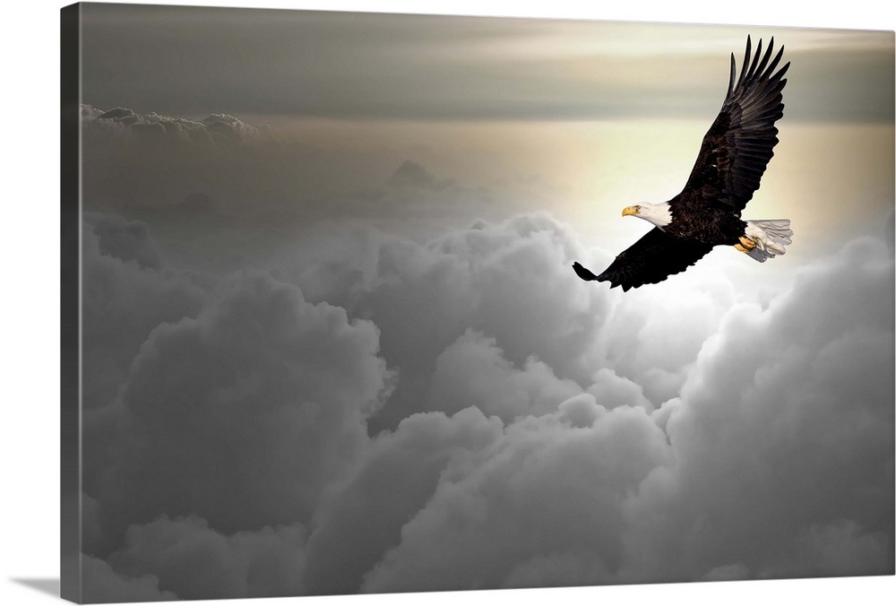 Bald eagle flying above the clouds Wall Art, Canvas Prints, Framed