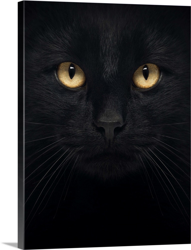 Black Cat Face Wall Art, Canvas Prints, Framed Prints, Wall Peels