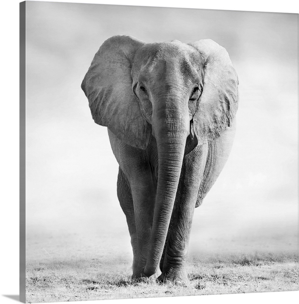 Elephant Wall Art, Canvas Prints, Framed Prints, Wall Peels | Great Big