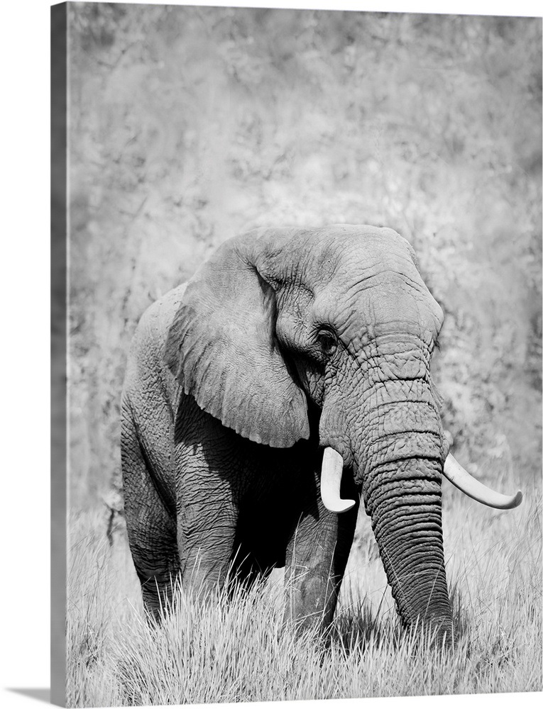 Elephant black and white photograph Wall Art, Canvas Prints, Framed