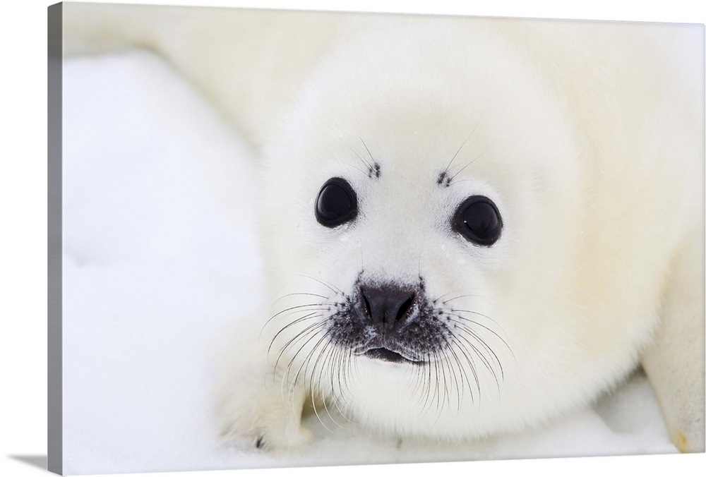 Harp seal pup on ice of the White Sea Wall Art, Canvas Prints, Framed