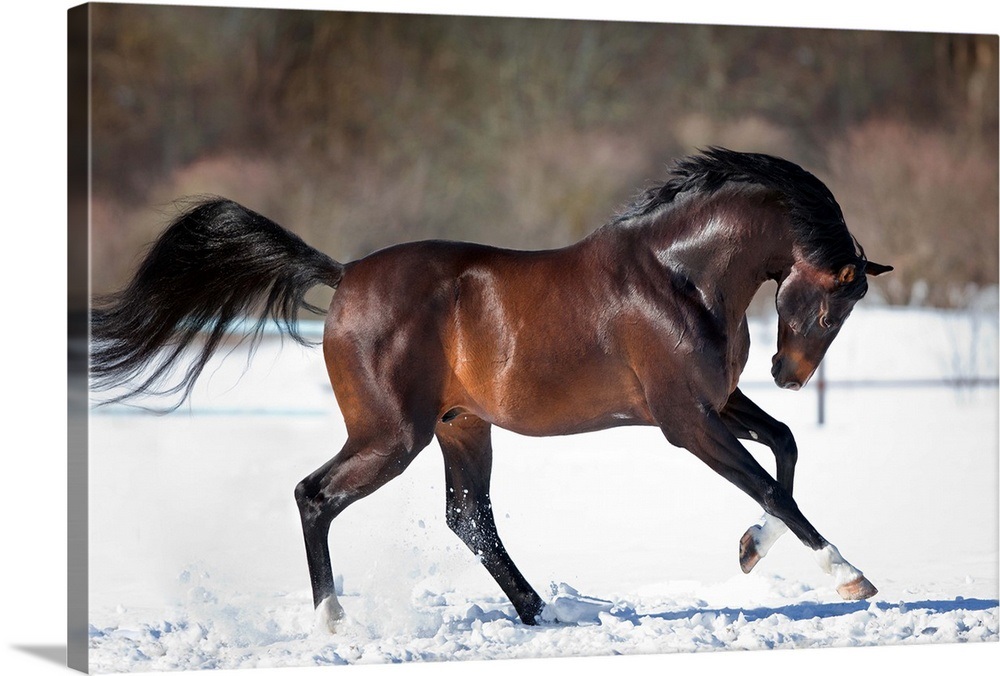 Horse running in the snow Wall Art, Canvas Prints, Framed Prints, Wall