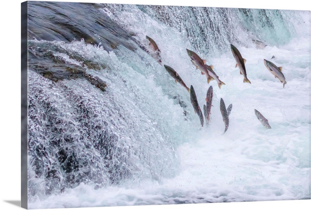Salmon Jumping Up The Brooks Falls At Katmai National Park, Alaska Wall